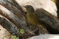 Orange-crowned Warbler 2012-05-05_1